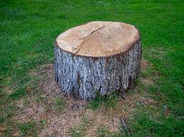Best Palm Tree Trimming  in Drum Point, MD