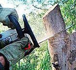 Best Leaf Removal  in Drum Point, MD