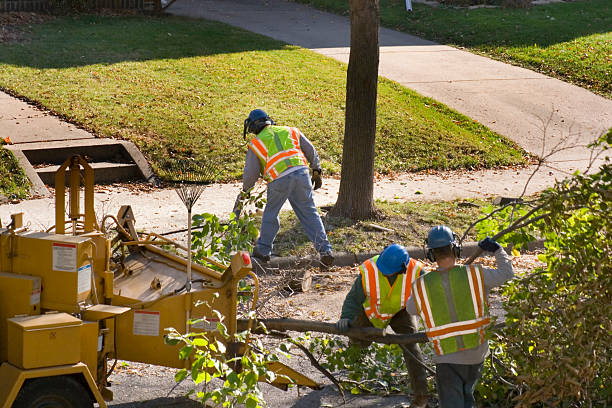 Best Commercial Tree Services  in Drum Point, MD
