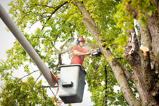 Best Arborist Consultation Services  in Drum Point, MD