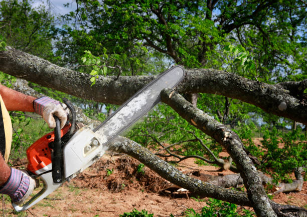 Best Pest Control for Lawns  in Drum Point, MD